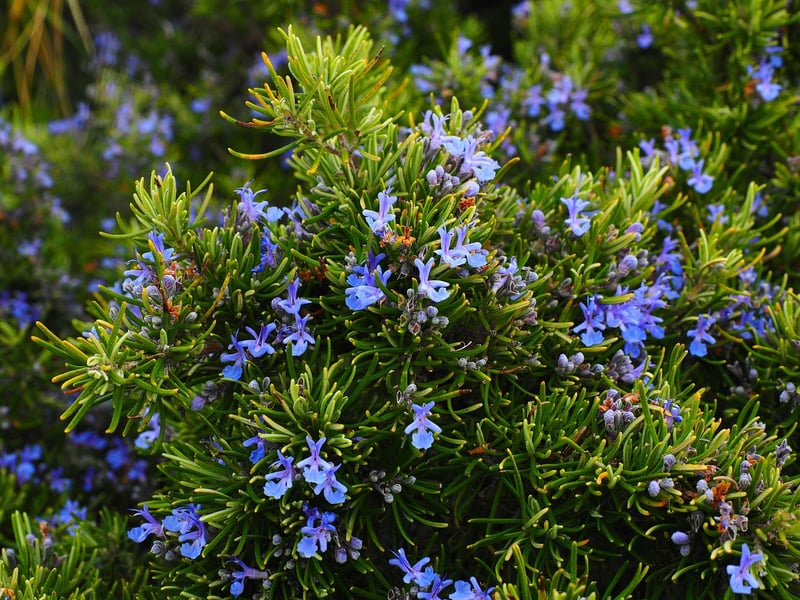 Fresh herbs
